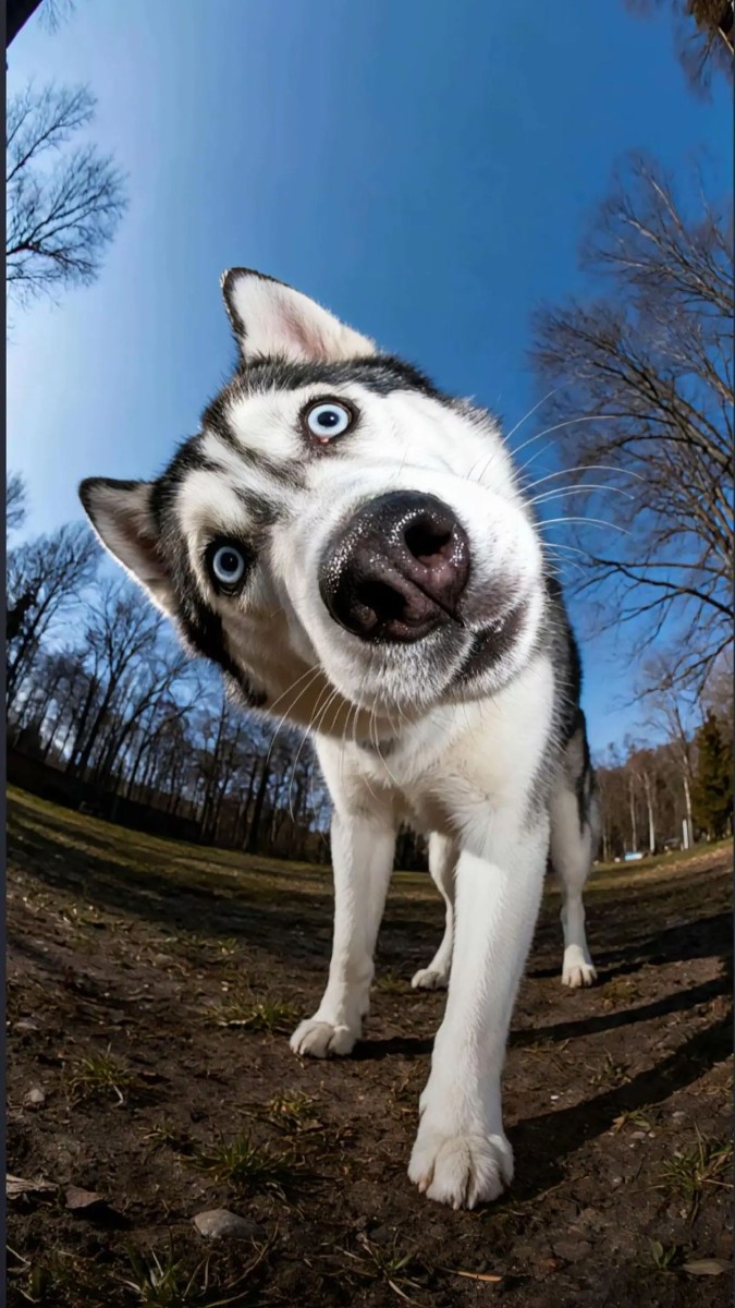 Earth Zoom In(สัตว์เลี้ยง)